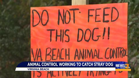 Virginia beach animal control - Nov 5, 2019 · That’s the message Virginia Beach Animal Control officers are trying to get across to pet owners. In fact, they’ll be patrolling the city, especially in public parks, to make sure people obey ... 
